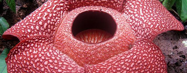 Rafflesia Arnoldii