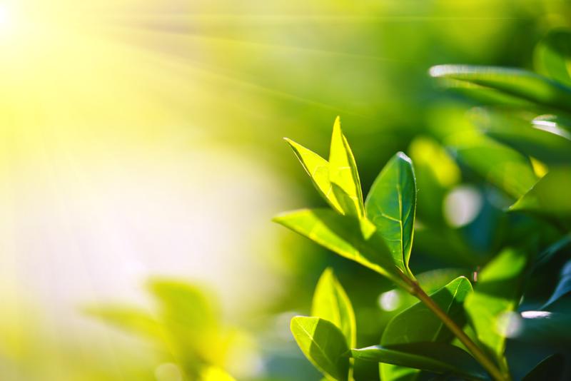 Les plantes peuvent-elles diffuser de la lumière ?