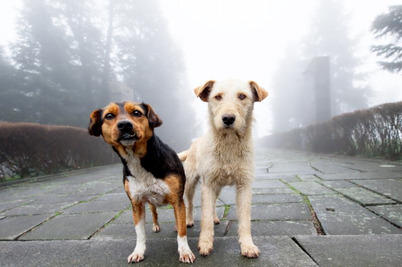 chiens errants