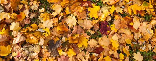 Feuilles en automne
