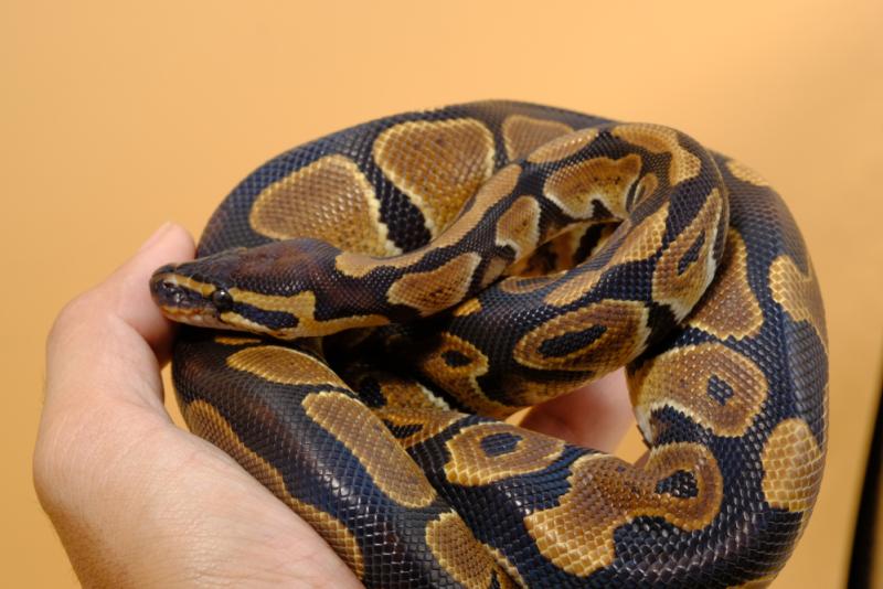 Les pythons royaux ne mordent pas et sont non-toxiques.
