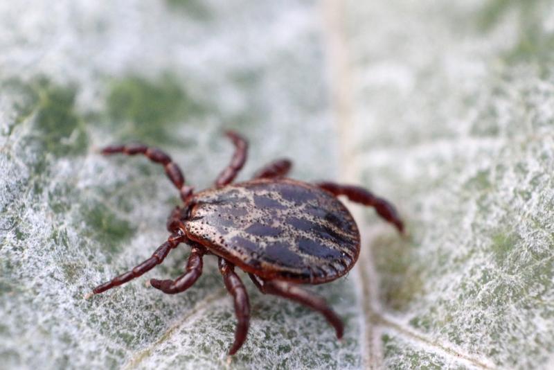 La maladie de Lyme est une infection transmise par les tiques. 