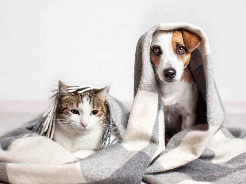 Chien ou chat, en vacances, ont besoin de votre attention.
