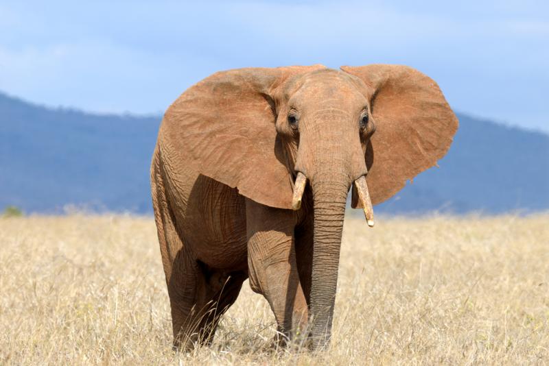 éléphant memoire animal, sauvage, sommeil