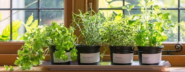 herbes aromatiques