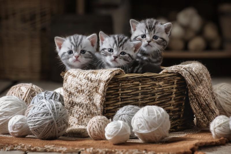 chat-calin-veterinaire-buzz-offre-emploi-irlande