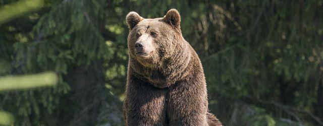 Les ours de Thoiry prévoient un hiver très très froid !