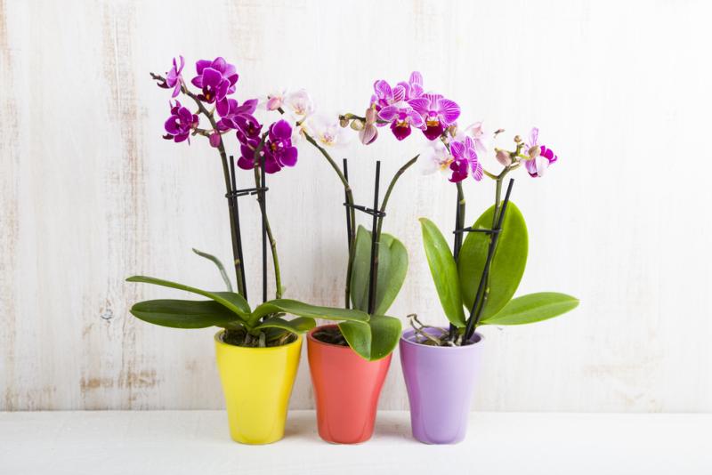 orchidee
