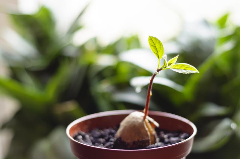 Faire pousser un avocat est facile et amusant.