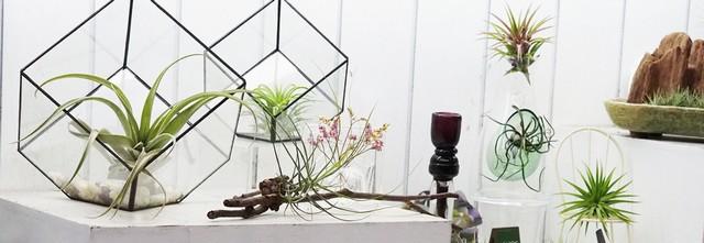 déco air plants