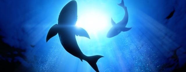 Nagez au milieu des requins !