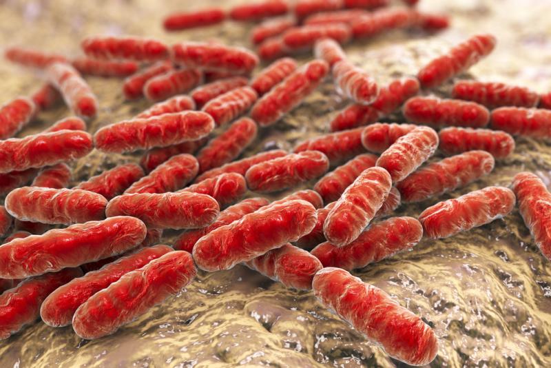 flore intestinale