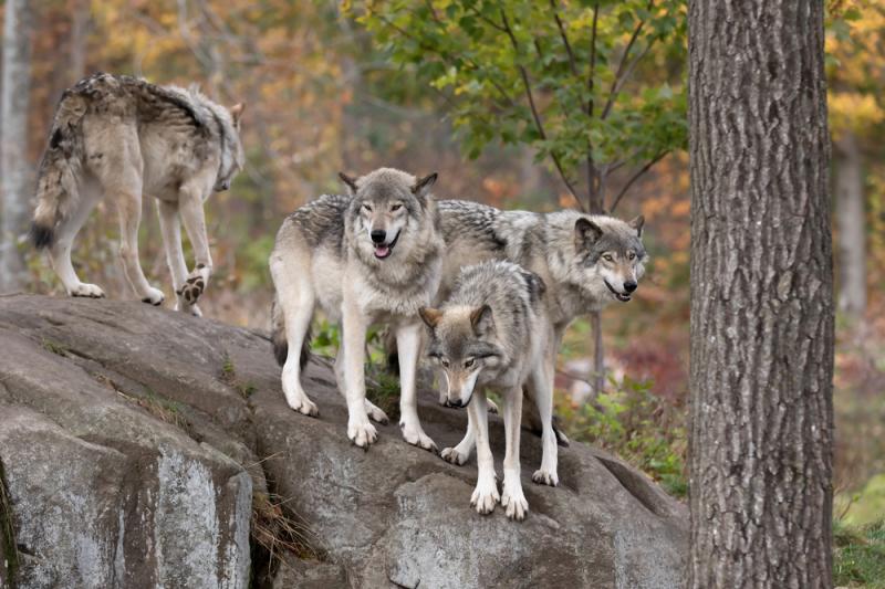 canus lupus