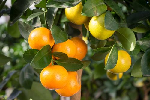 planter arbre fruitier