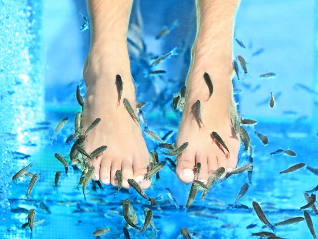 Prêt pour une Fish pédicure ?