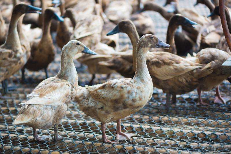 élevage de canards