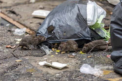 rats à paris