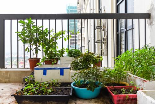potager balcon