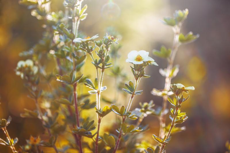 fleurs sauvages