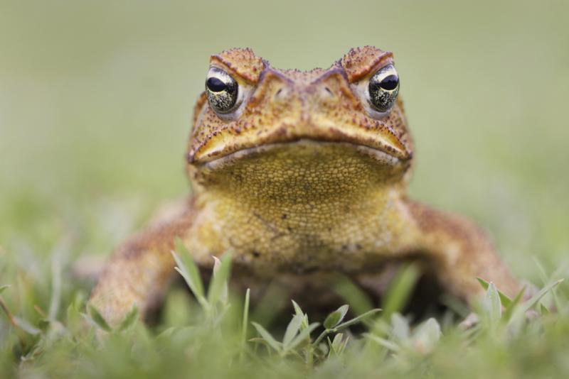 crapaud biodiversité