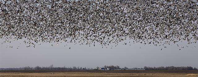 Ecoutez les murmures des oiseaux de Brighton