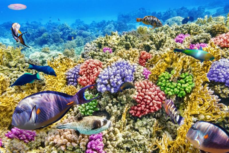 grande-barriere-corail-australie-valeur-argent-economie