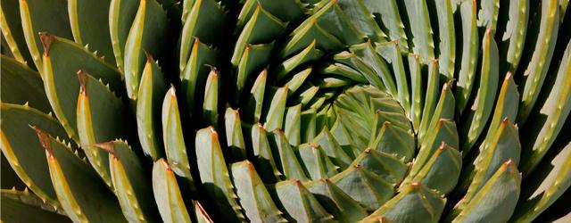 L'incroyable aloe polyphylla !