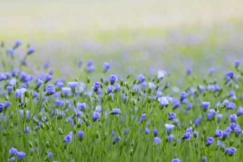 graines fleurs printemps