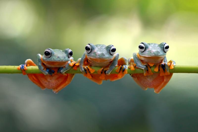 Les grenouilles ont trouvé refuge dans une mare et gênent des habitants.
