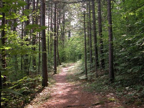 Une forêt protégée