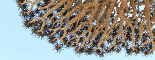 Les dragonniers de Socotra