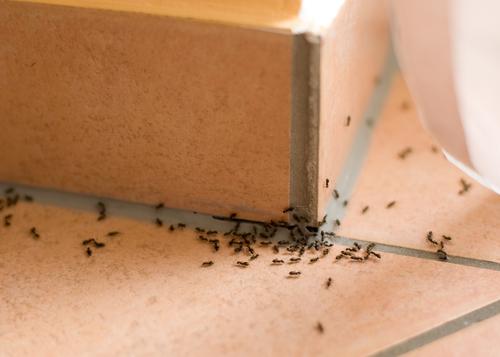 piege-fourmis