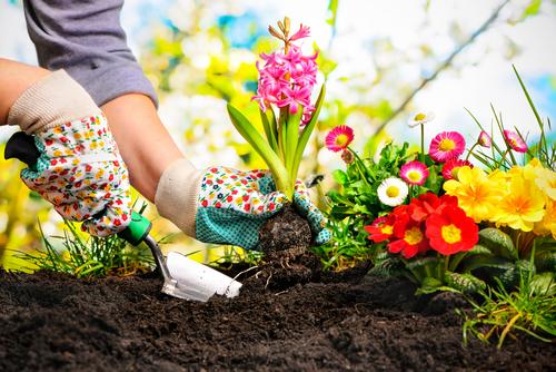 fleurs printemps