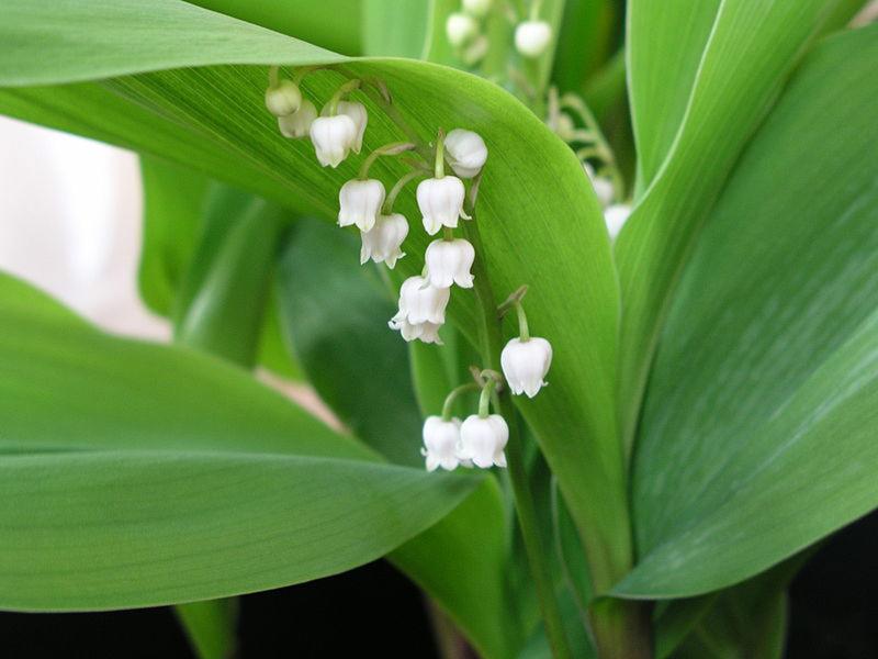 Muguet