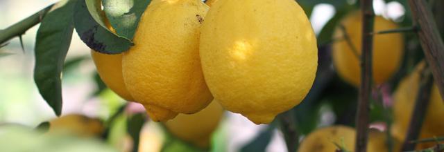 Vous prendrez bien un peu de citron !