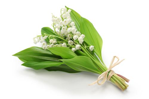 muguet 1er mai