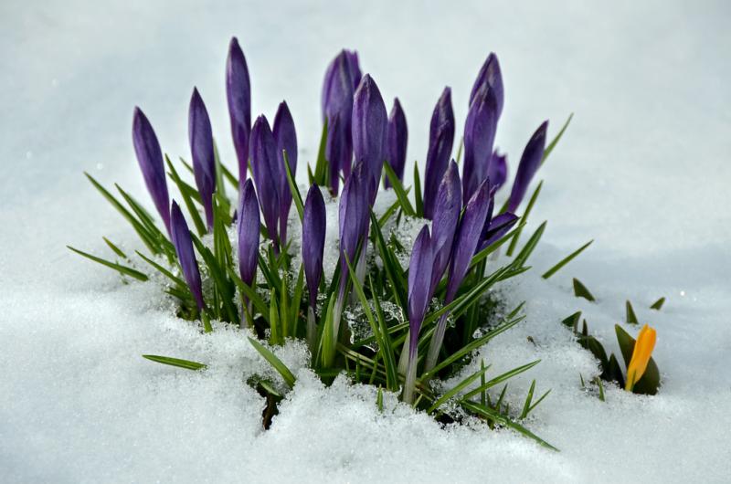 fleurs sous la neige