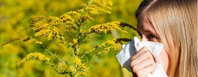 Alerte au pollen sur la France