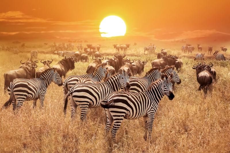 animaux-extinction-danger-faune-mort-terre