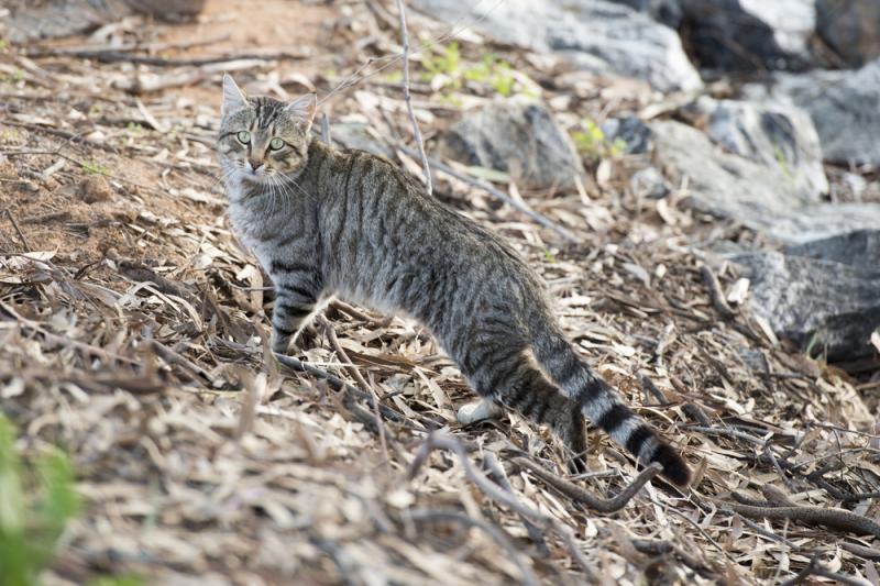 Chat sauvage