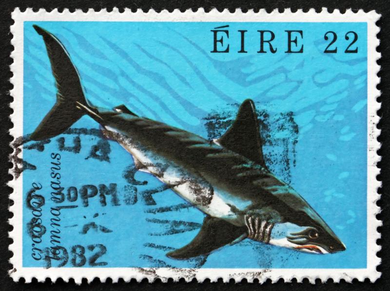 requin-taupe-balisage-bretagne-science-etude