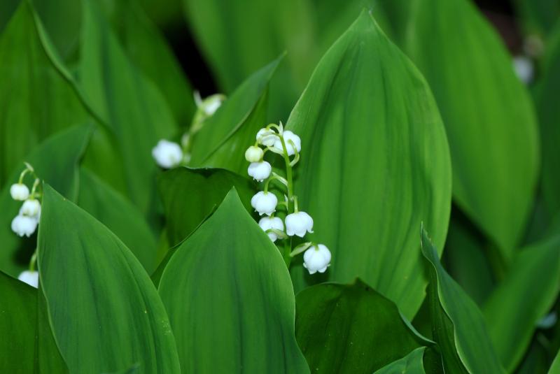 muguet