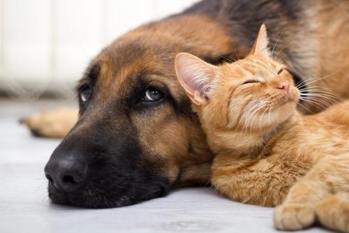 câlin chien et chat