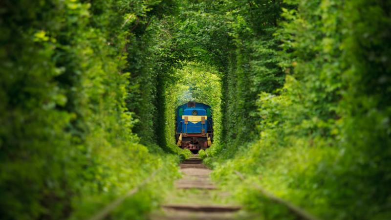 train forêt verdure24403