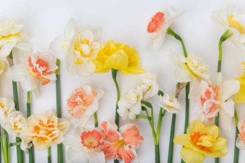 jonquilles