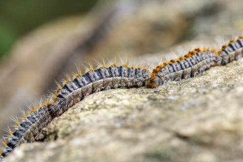 chenille