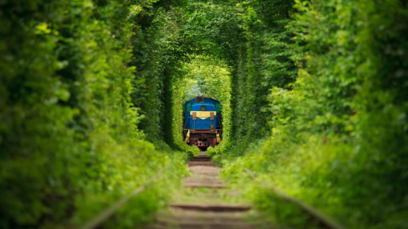 train forêt verdure