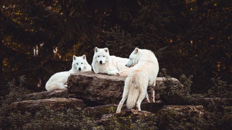 meute de loups blancs