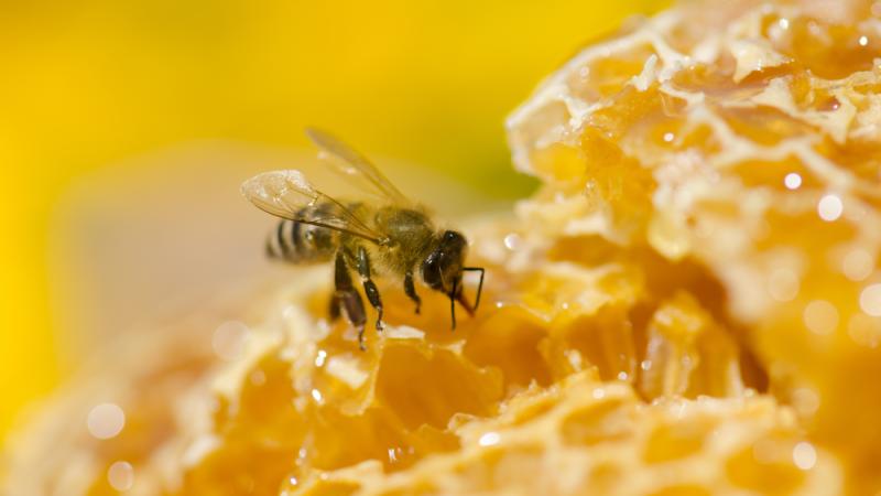 abeille miel