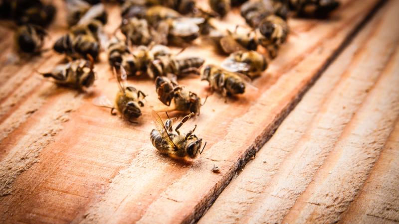abeilles pesticide